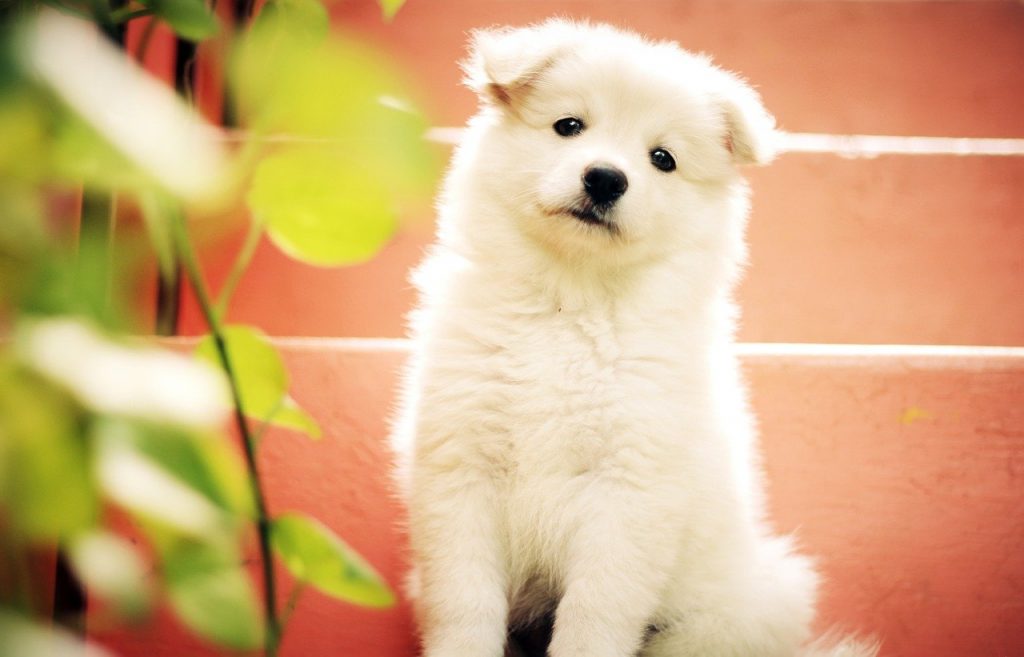 Cute puppy staring
