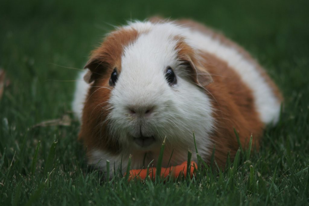 Guinea pig eating a carrot