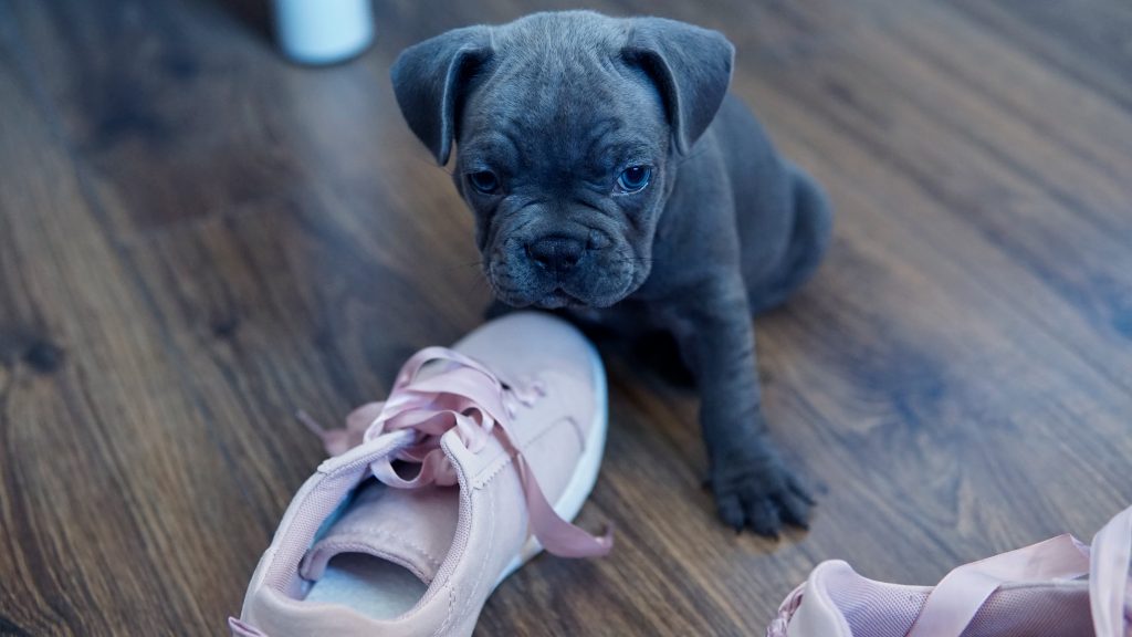 Puppy with Shoes