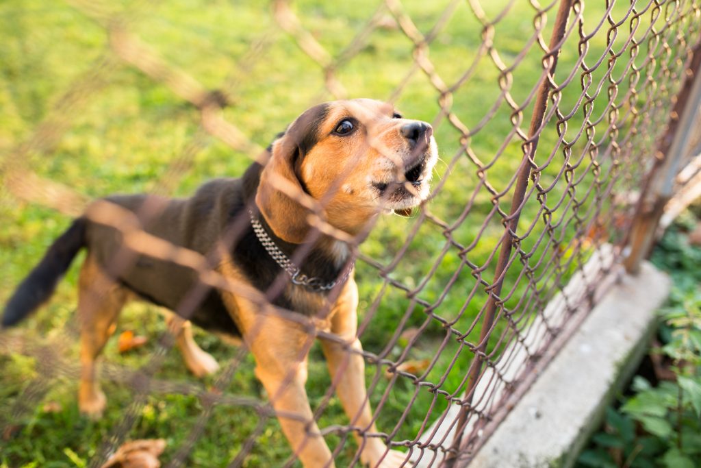 Dog barking at someone behind fence