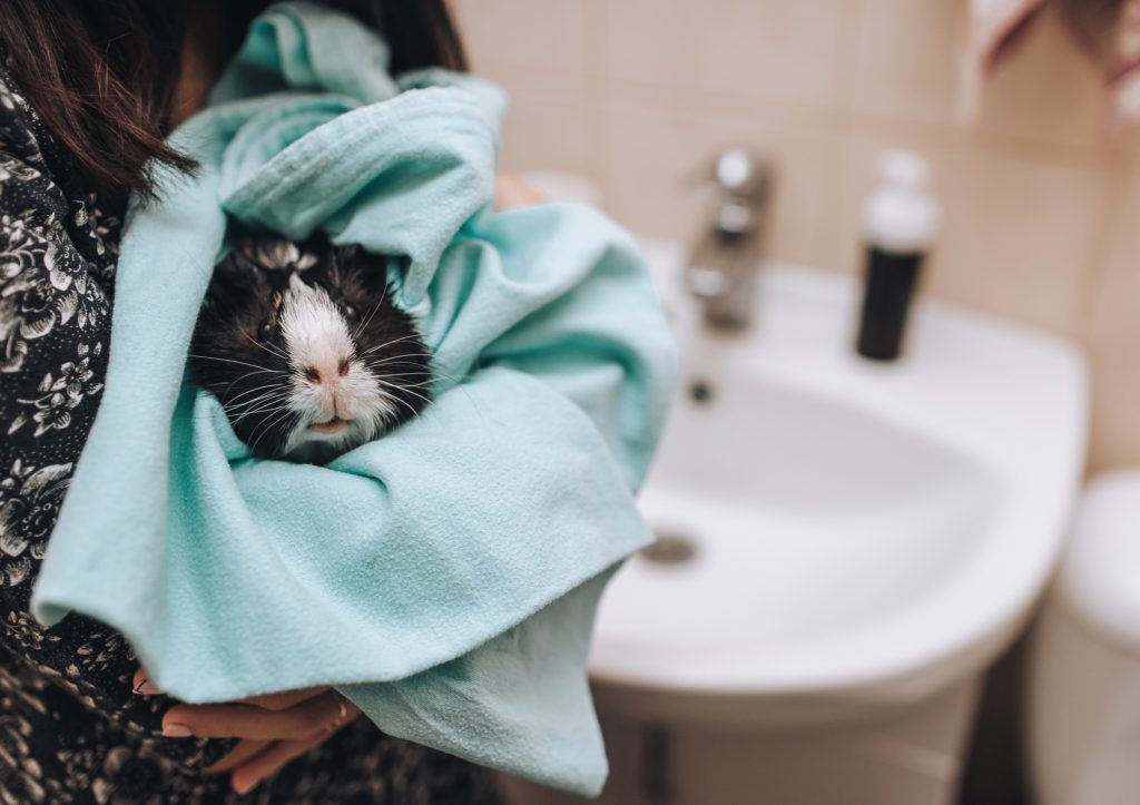 Giving a guinea pig a bath