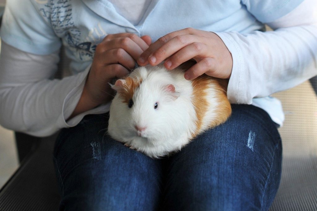 Guinea pig being held and petted
