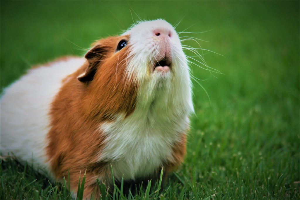 Guinea pig outside on grass