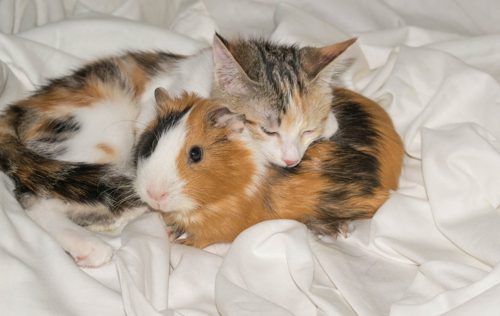 Kitten and guinea pig