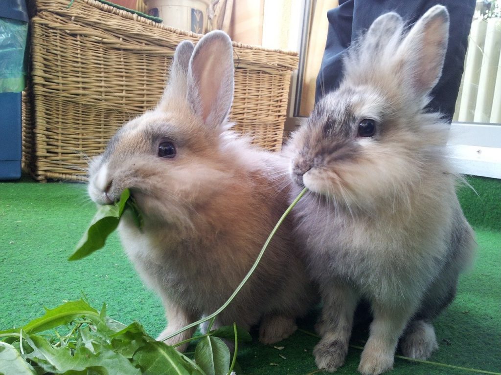 Rabbits eating greens