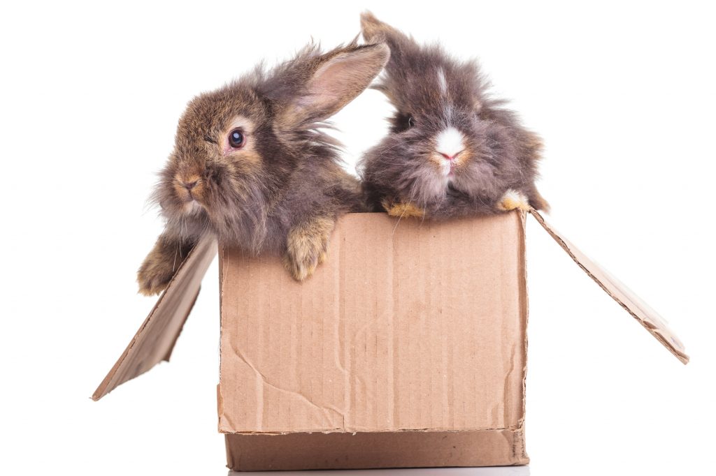 rabbits playing in a box