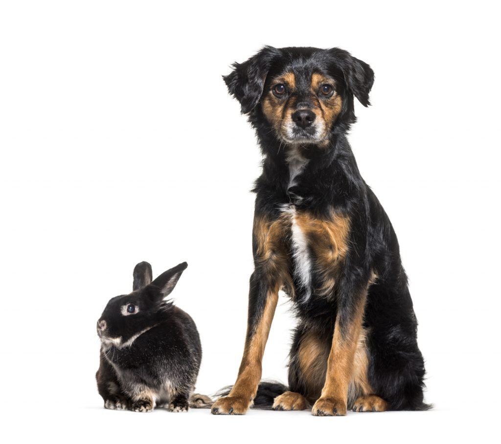 Dog and rabbit sitting together