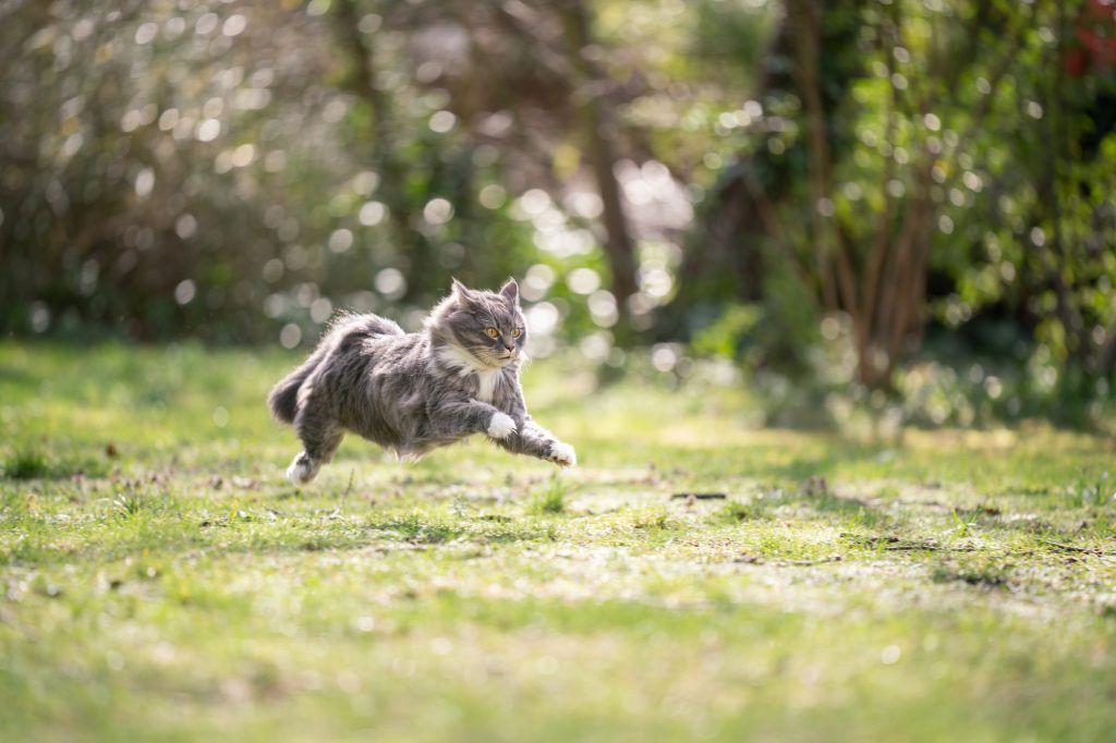 Maine Coon Cat Running