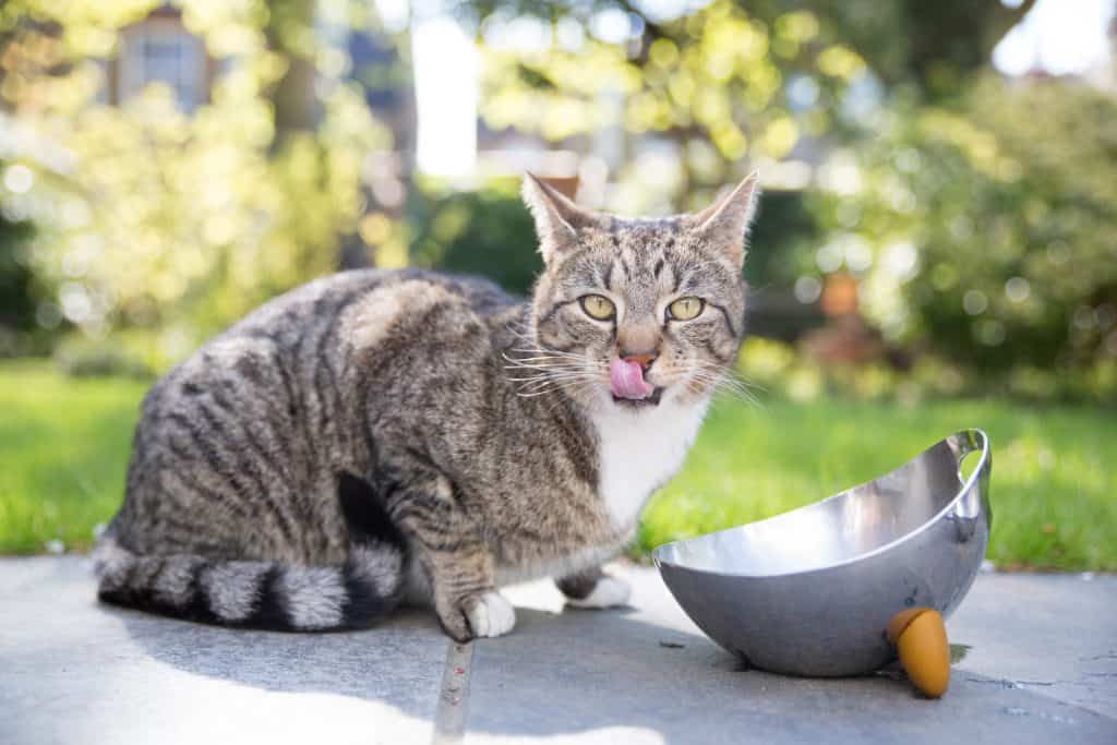 Cat eating and licking lips