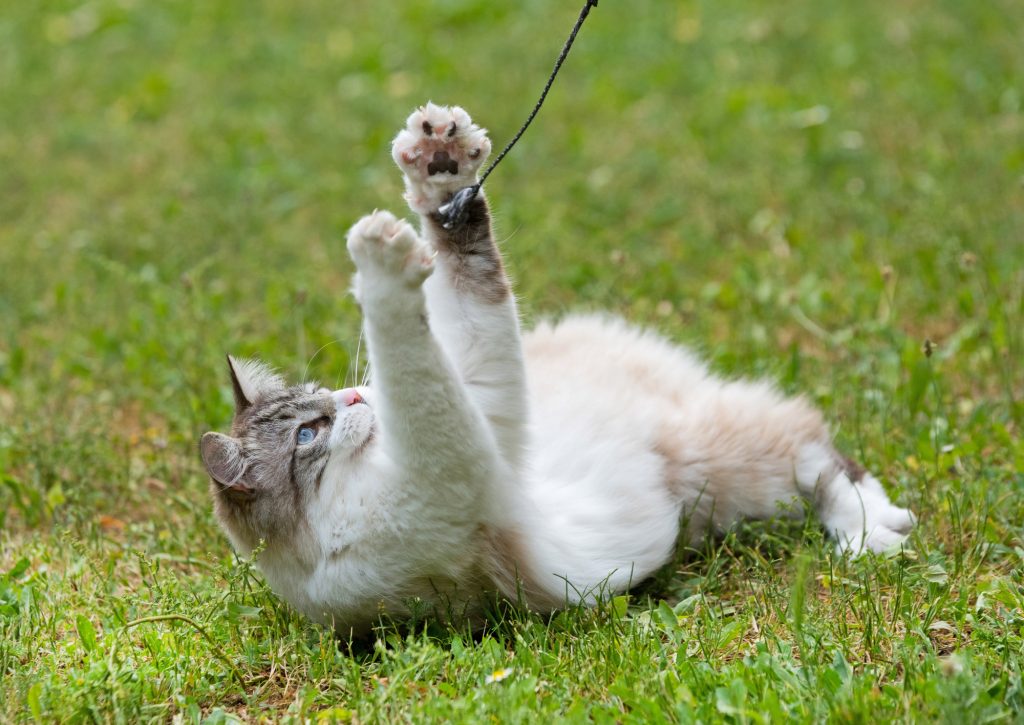 Ragdoll cat playing in yard