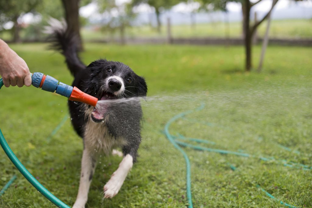 Border Collie Playing With Water