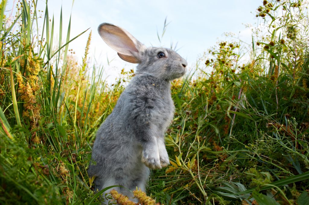 Rabbit outside in the grass