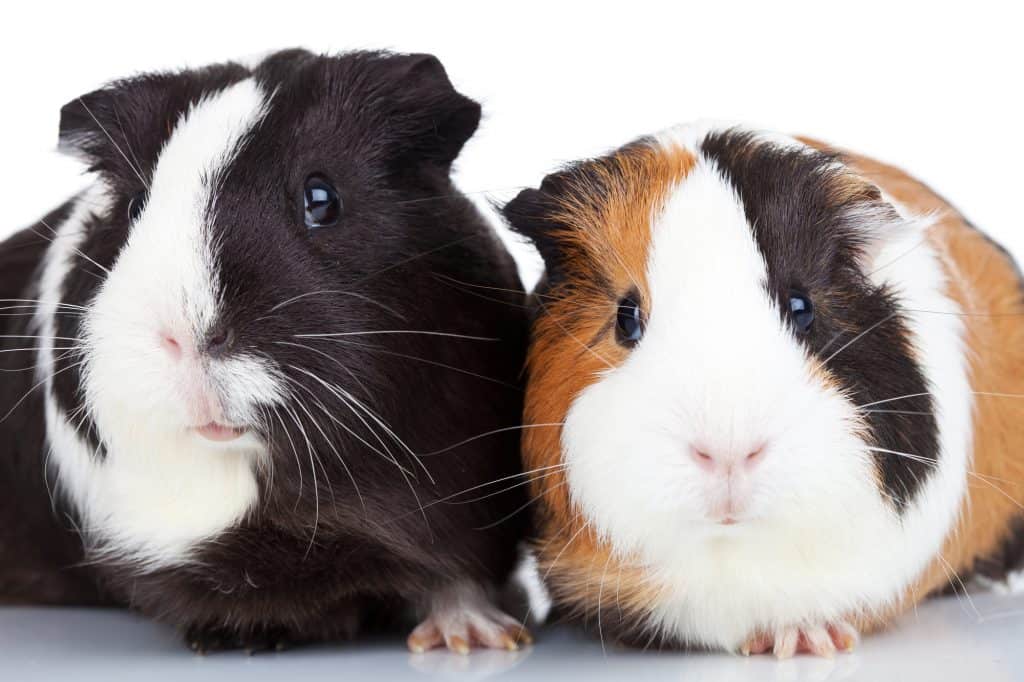Two Guinea Pigs