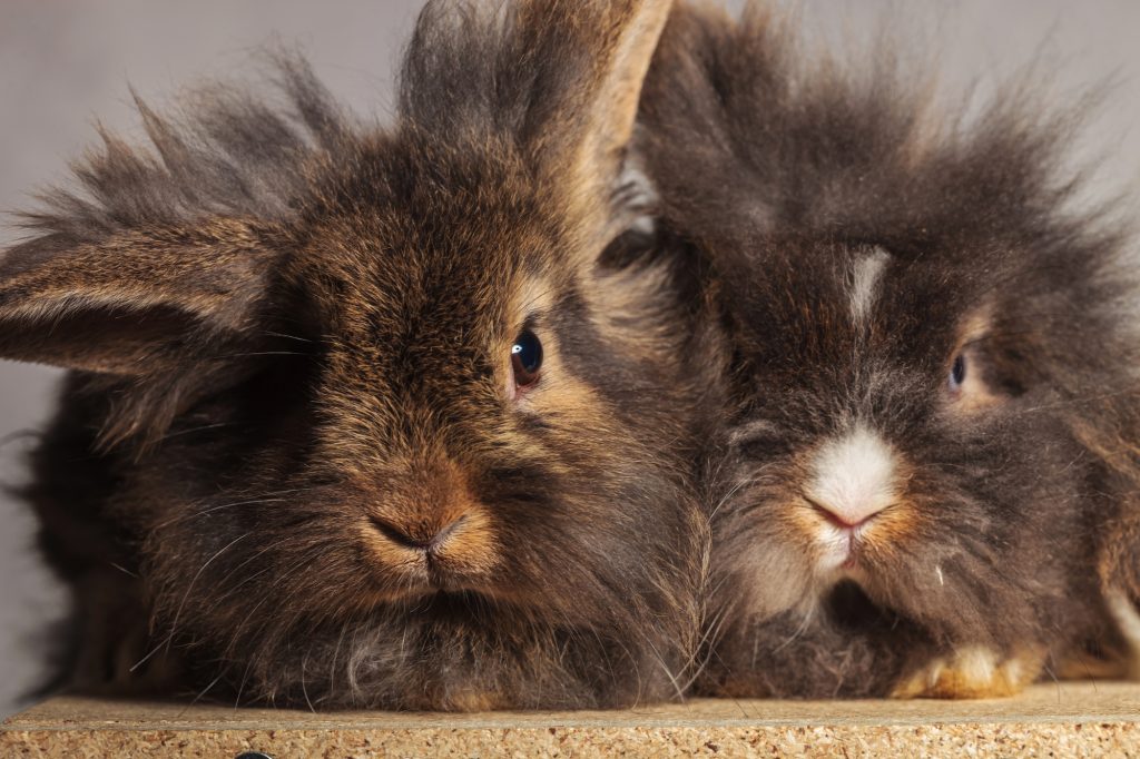 Two lionhead rabbits