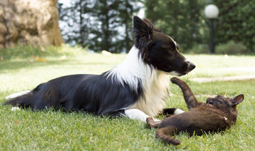 Border Collie Playing with cat
