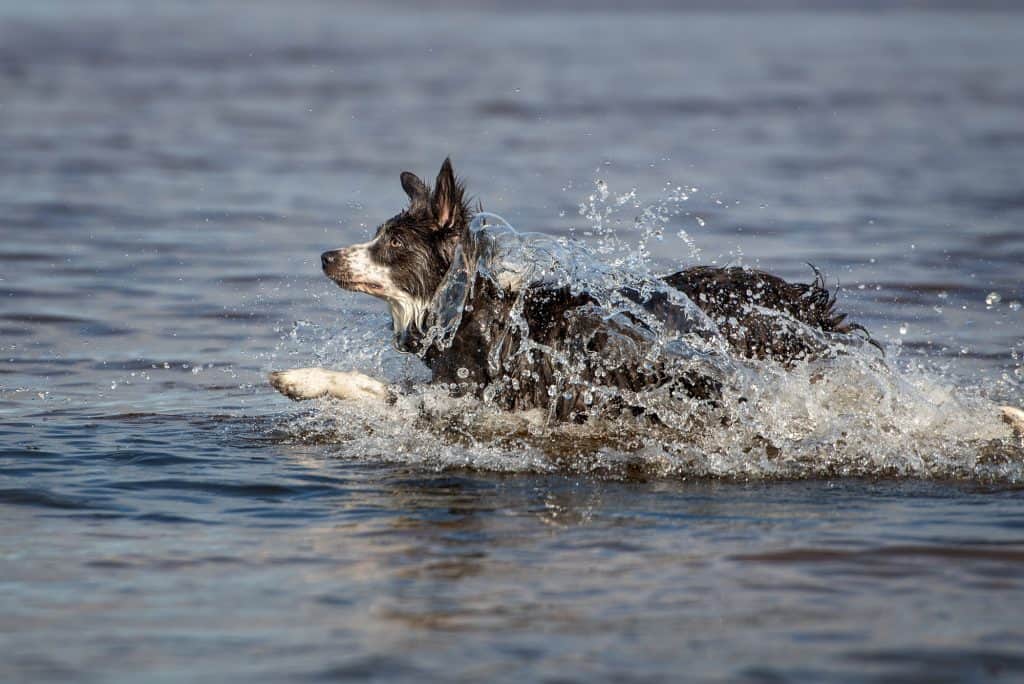 Border Collie Running In Water
