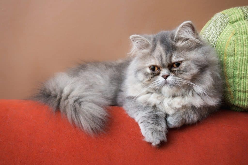 Persian sitting on top of couch