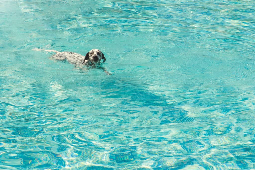 Dalmatian Swimming In The Pool