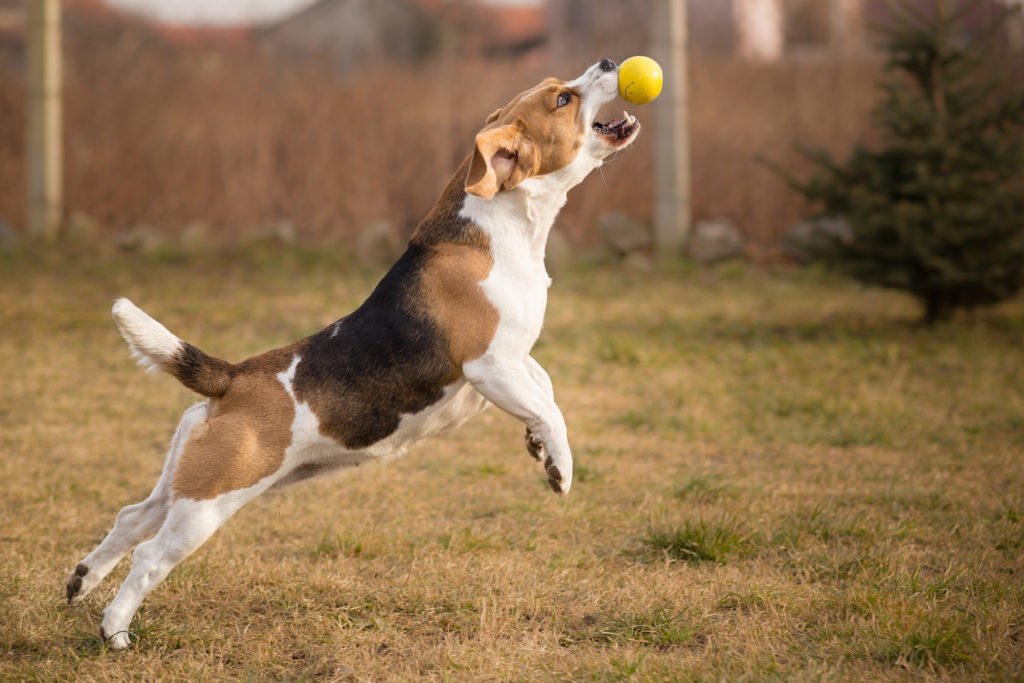 Beagle catching a ball outside