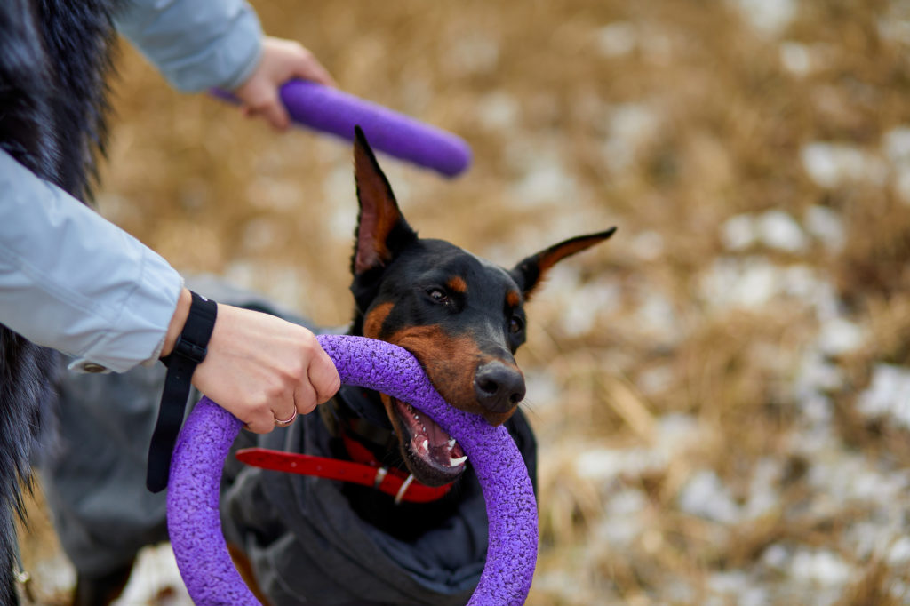 Doberman playing with toys outside