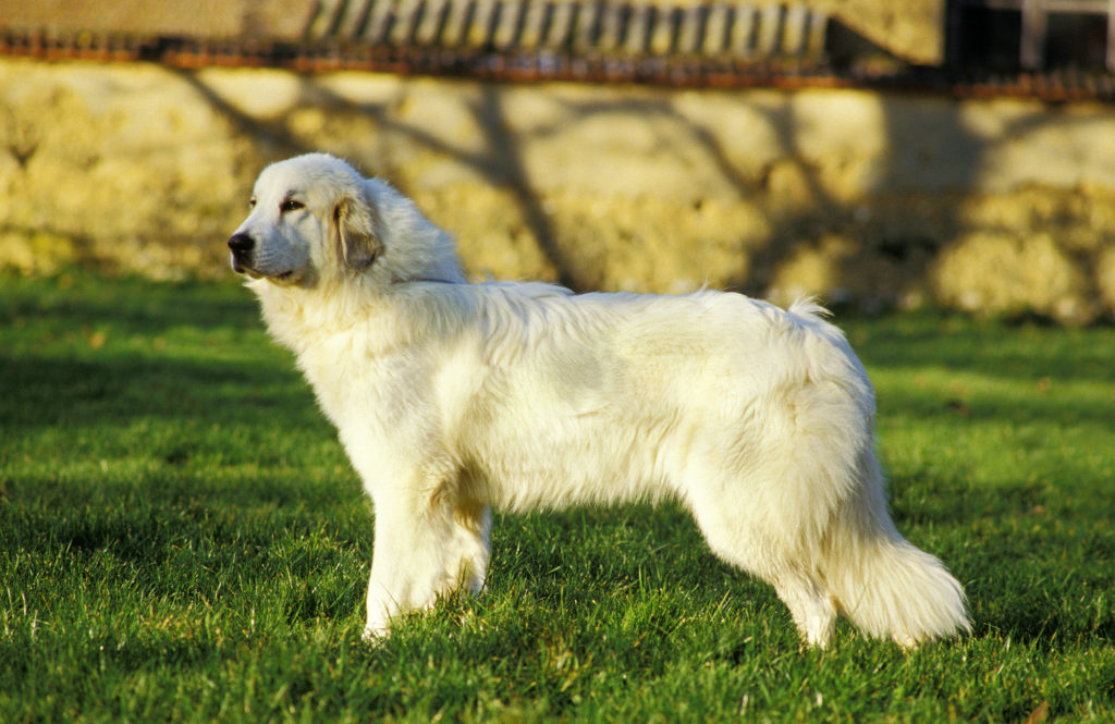 Great Pyrenees dog outside