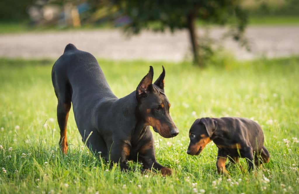 two dobermans outside playing