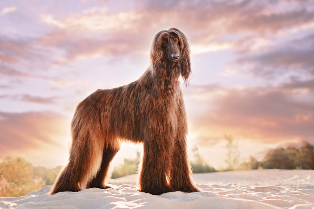 Afghan Hound standing outside