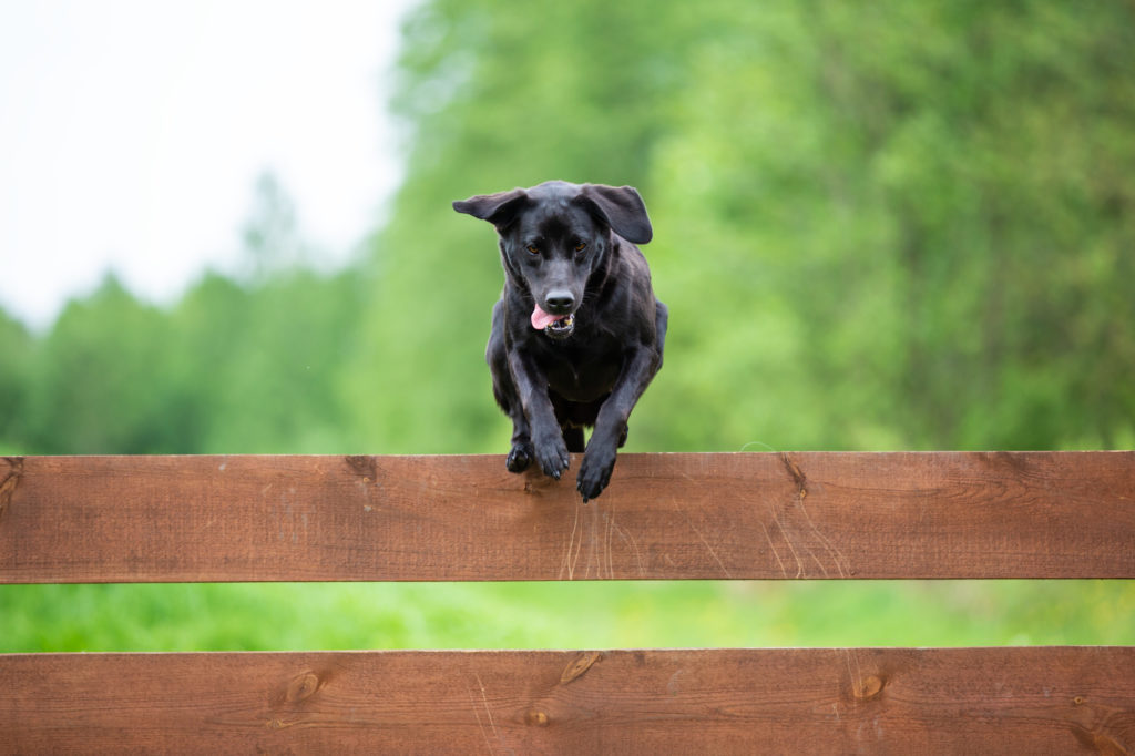 Black lab jumping over fence