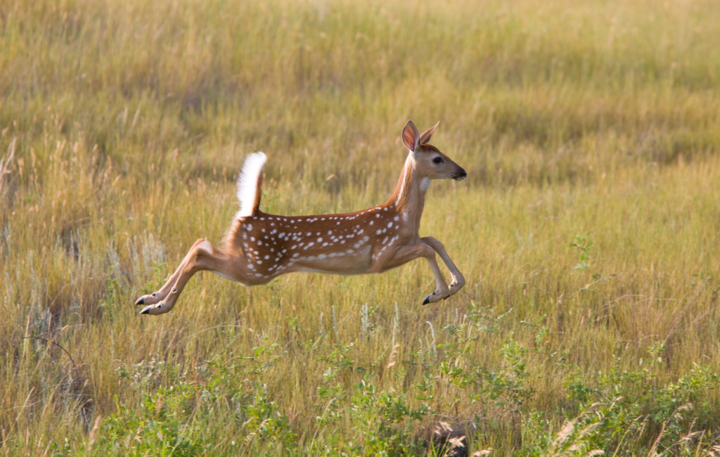 Deer running through the grass