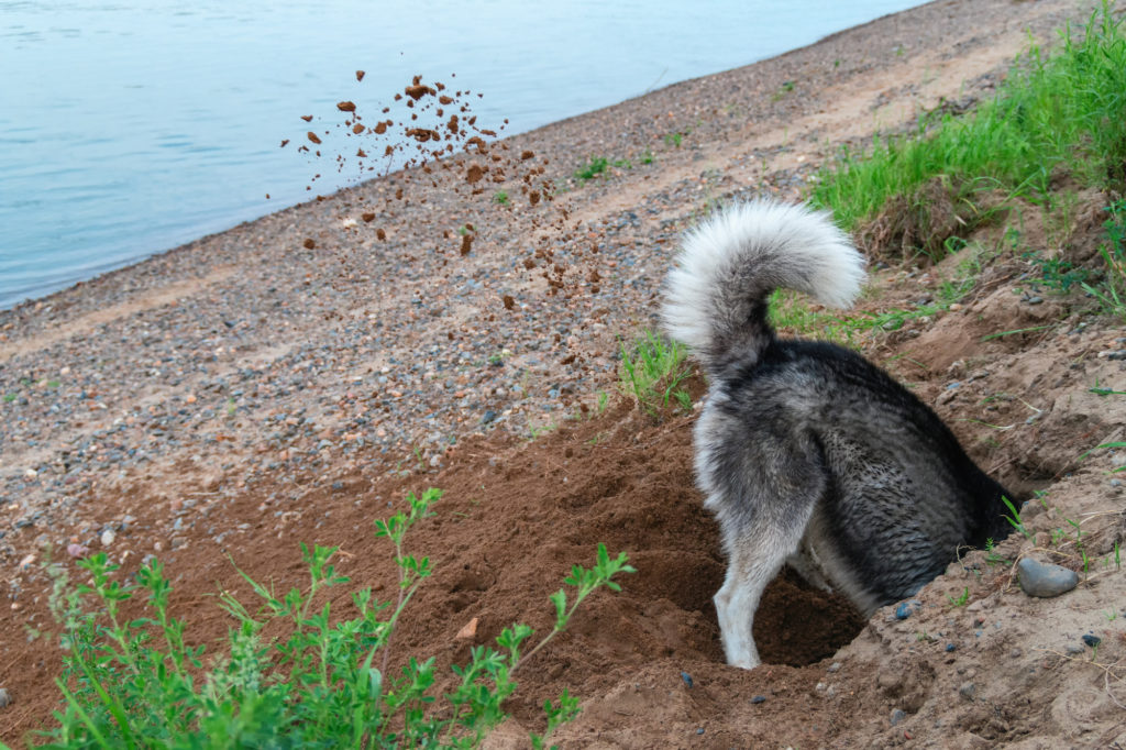Husky digging a hole outside