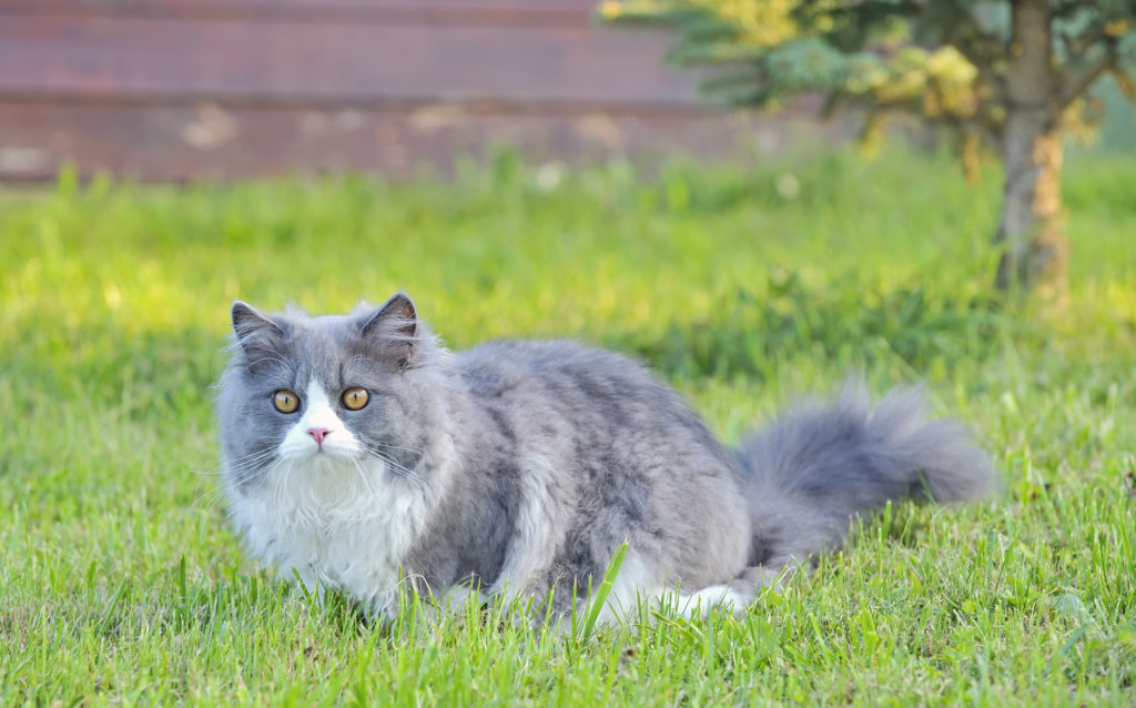 Ragdoll cat outside in the spring
