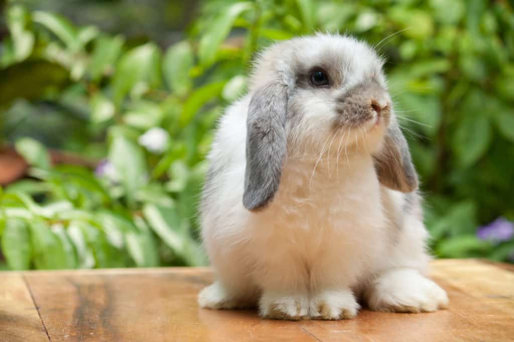 Holland Lop Small Rabbit