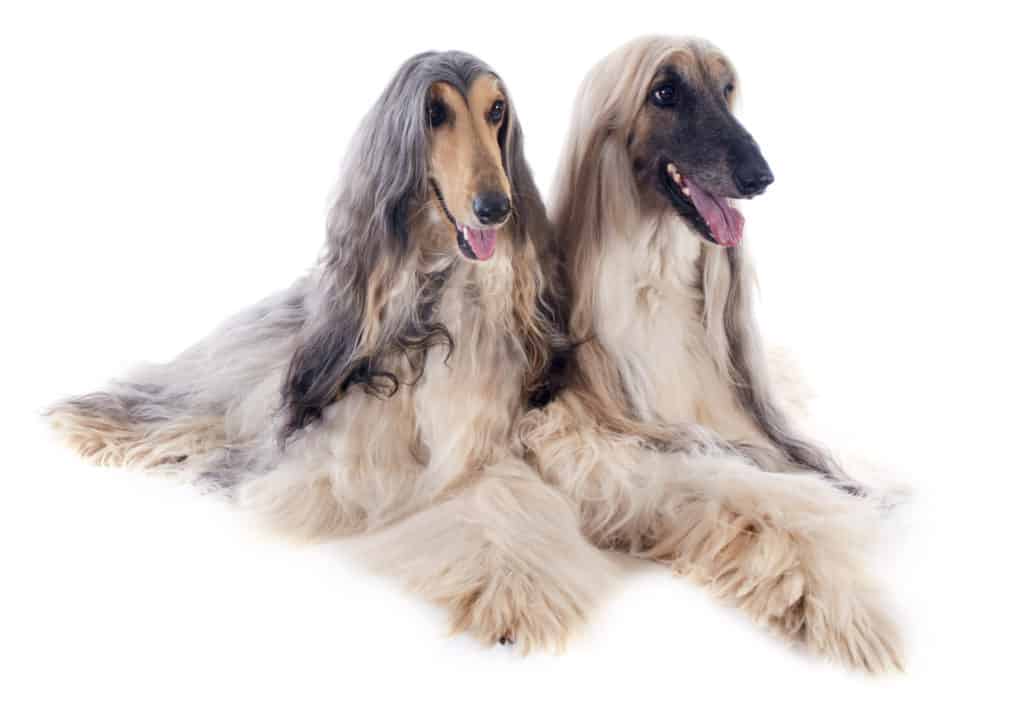 Two Afghan Hounds