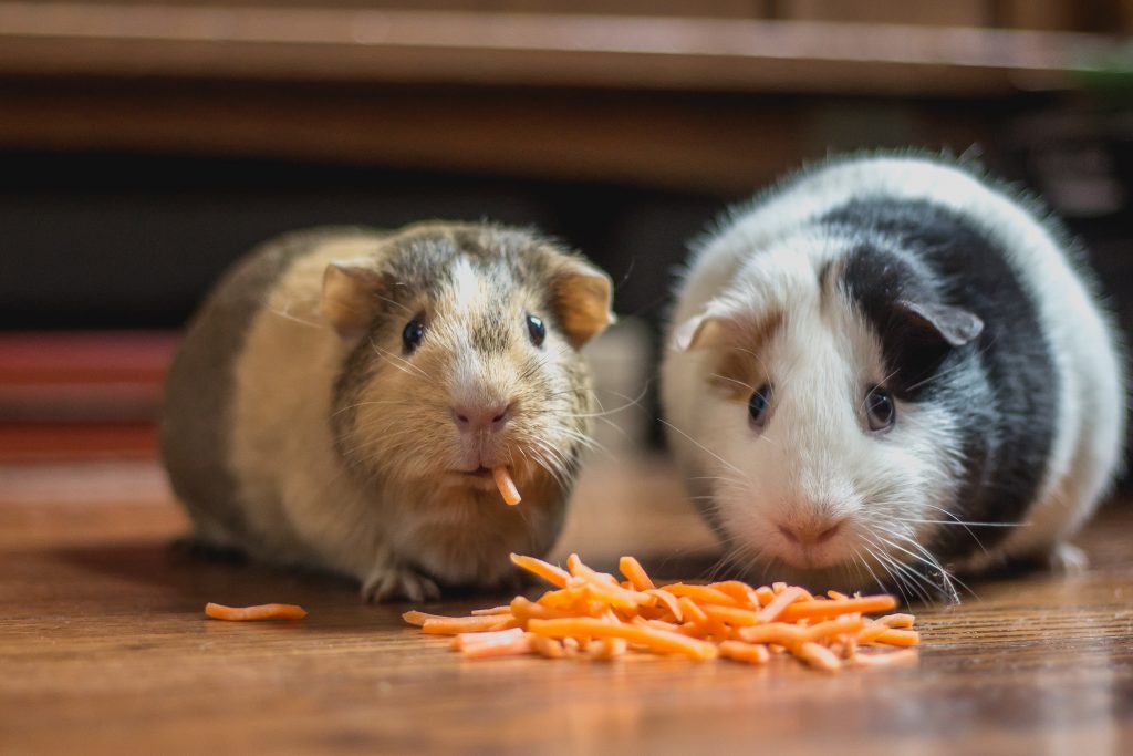 Do Guinea Pigs Eat Carrots