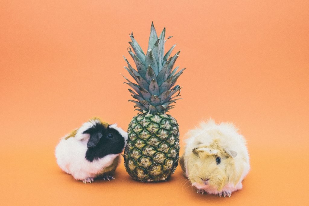 Pineapple and Guinea Pigs