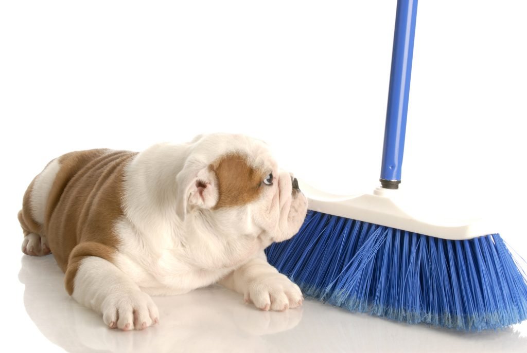 Why are dogs scared of brooms?