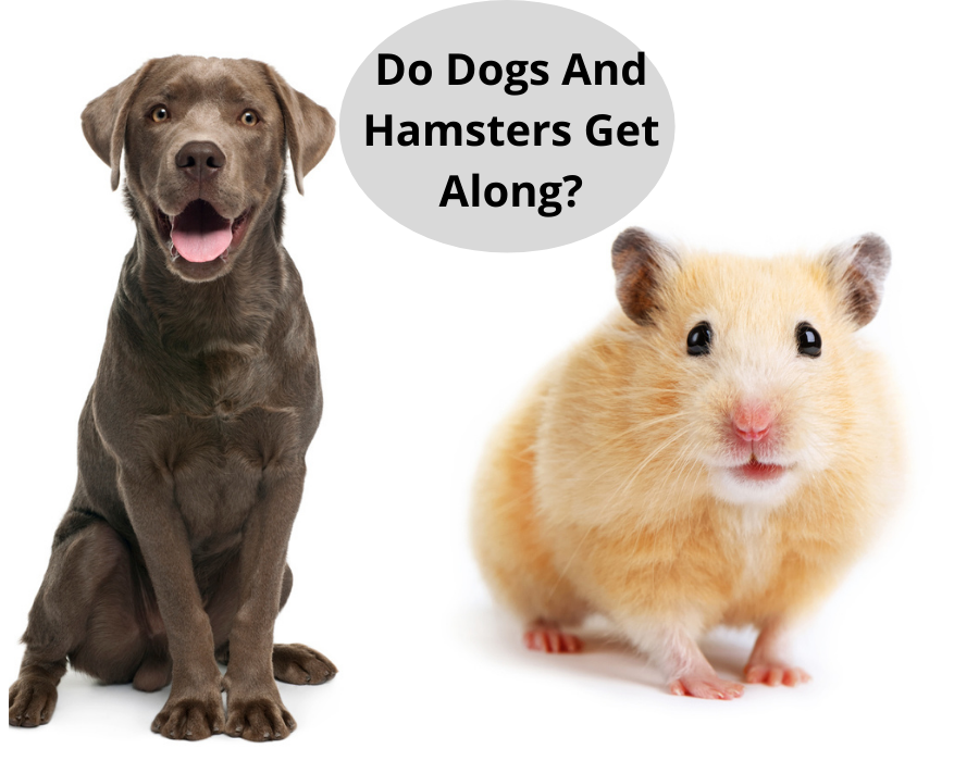 Do Dogs And Hamsters Get Along
