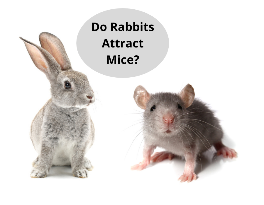 Do Rabbits Attract Mice