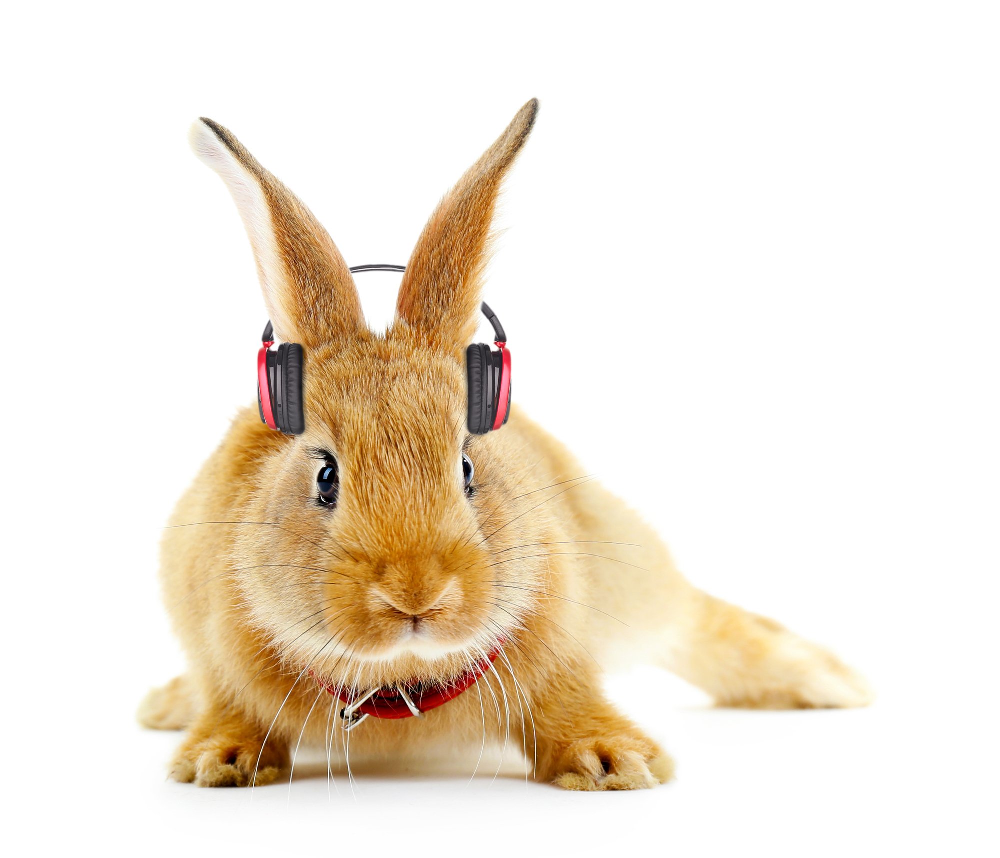 rabbit listening to music clipart