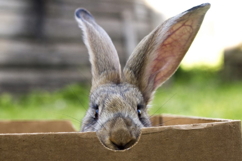 Why do rabbits eat cardboard?