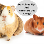 Do Guinea Pigs And Hamsters Get Along_