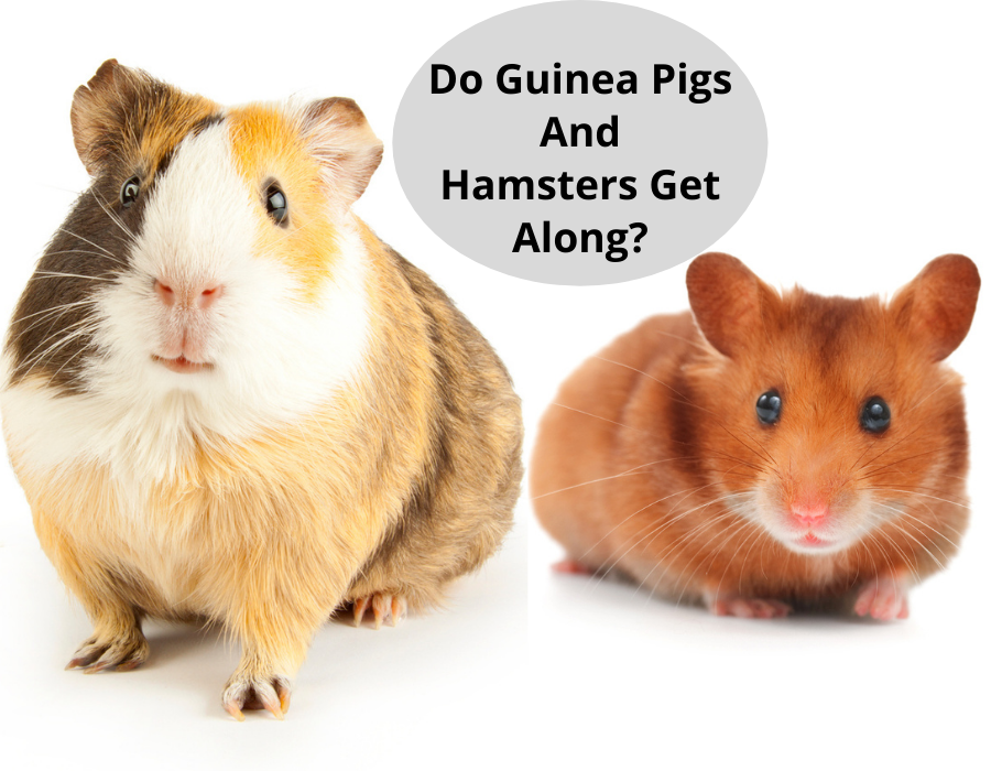 Do Guinea Pigs And Hamsters Get Along_