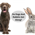 Do Dogs And Rabbits Get Along?