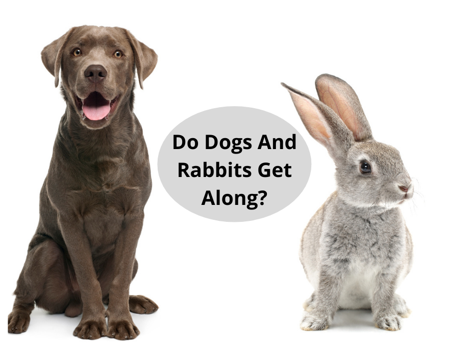 Do Dogs And Rabbits Get Along?