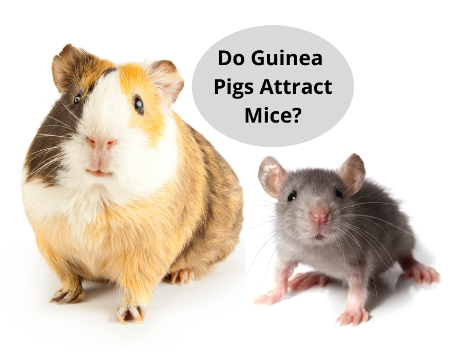 Do Guinea Pigs Attract Mice