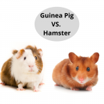 Guinea Pig VS. Hamster