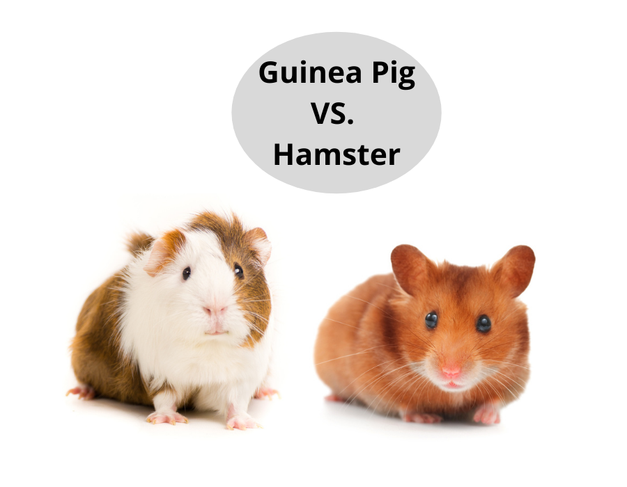 Guinea Pig VS. Hamster