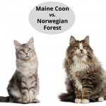 Maine Coon vs. Norwegian Forest
