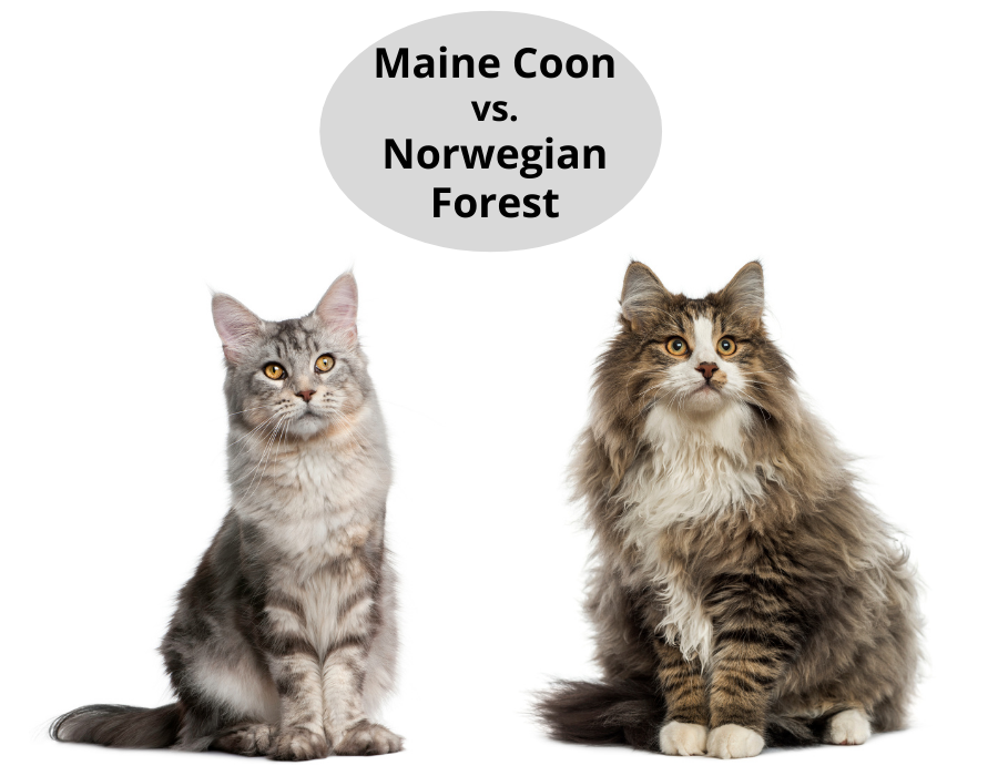 Maine Coon vs. Norwegian Forest