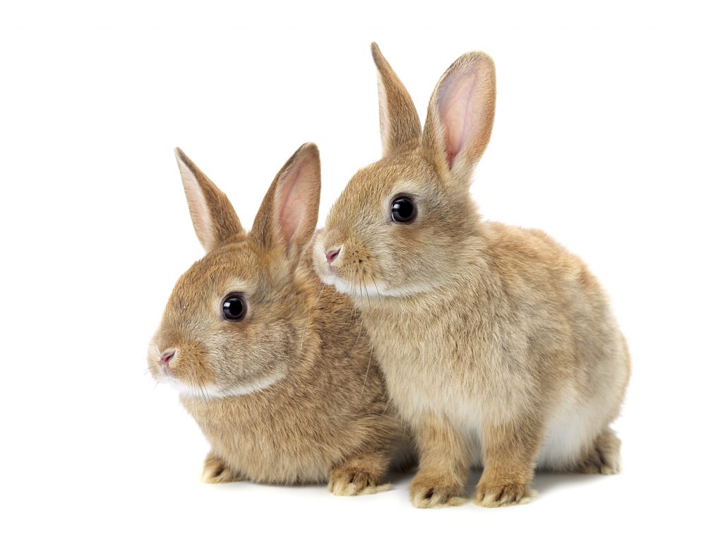 Why Do Rabbits Poop So Much?